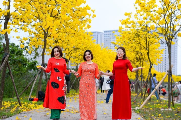 yellow flowers add brilliant glow to hanoi urban area picture 5