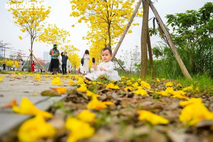 yellow flowers add brilliant glow to hanoi urban area picture 6
