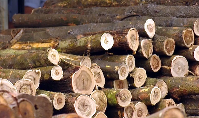 Tăng diện tích rừng trồng đảm bảo gỗ nguyên liệu có nguồn gốc là yêu cầu của nhiều quốc gia nhập khẩu sản phẩm gỗ từ Việt Nam.