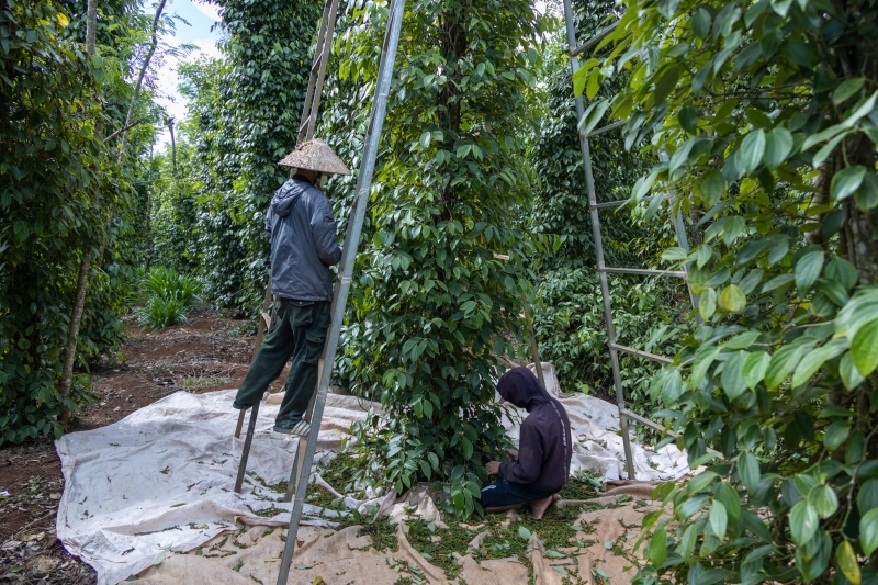 Hồ tiêu mất mùa người trồng gặp khó