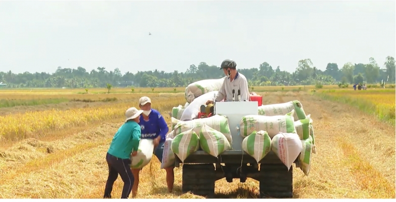Nông dân lo lắng trước giá phân bón tăng cao