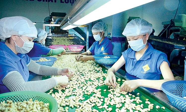 bitter lessons for vietnamese firms in suspected cashew nut export scam picture 1 bitter lessons for vietnamese firms in suspected cashew nut export scam picture 1