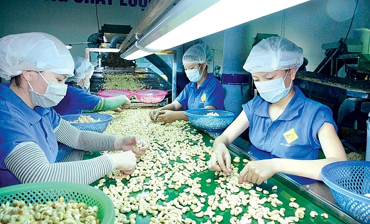 bitter lessons for vietnamese firms in suspected cashew nut export scam picture 1