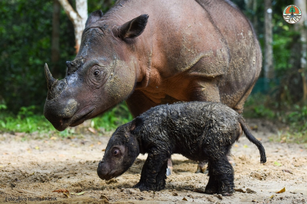 Tê Giác Sumatra Quý Hiếm