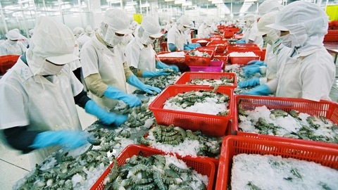 positive outlook ahead for local seafood exports to uk picture 1