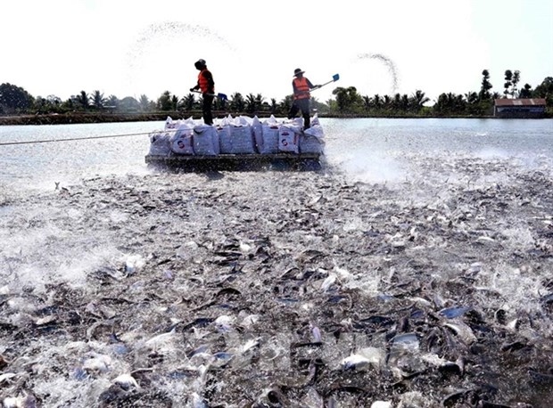 rising tra fish prices a cause for concern picture 1