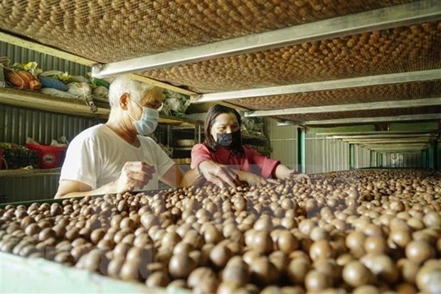 project aims for sustainable growth of macadamia industry picture 1