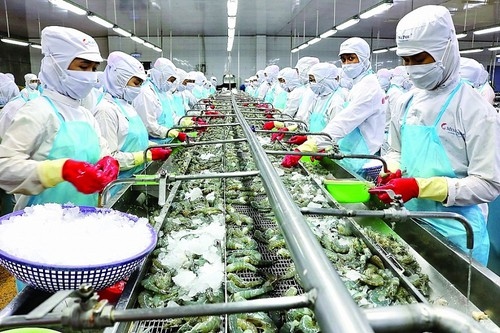 shrimp exports enjoy positive growth in most major markets picture 1