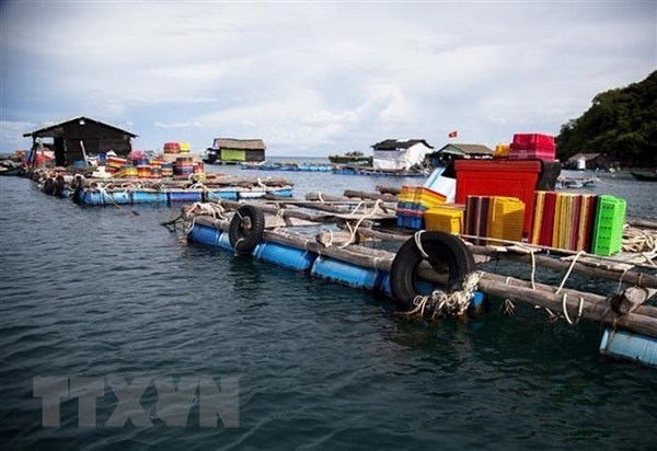 restoration efforts help promote sustainable growth for fisheries sector picture 2