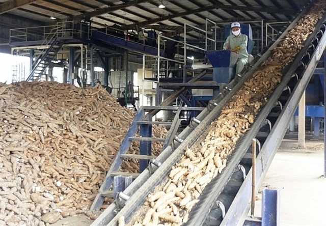 vietnam ranks third globally for cassava exports picture 1