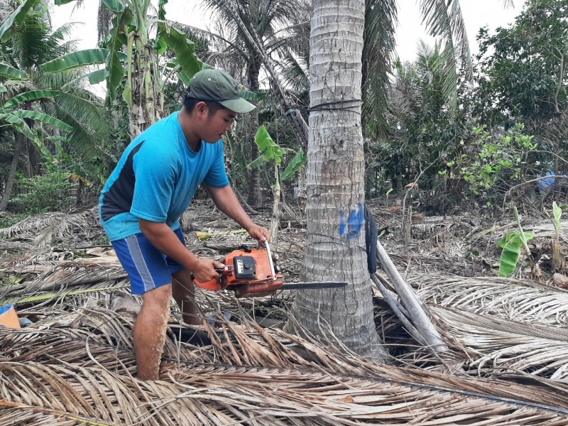 Bến Tre phát động phong trào phòng trừ sâu đầu đen hại dừa