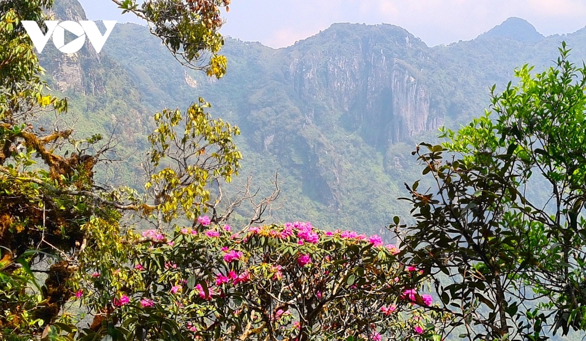 explore wide beauty of ta lien son mountain in lai chau picture 2