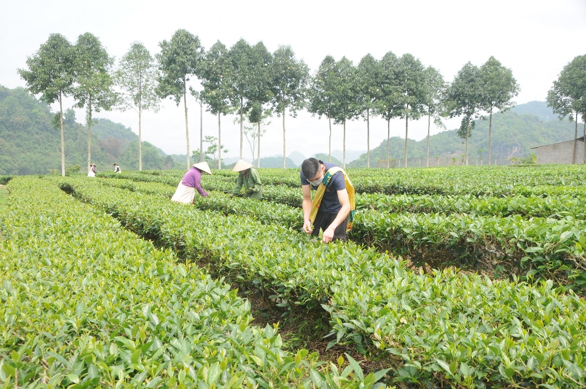 Giá phân bón tăng cao kỷ lục, người trồng chè ở Sơn La gặp khó