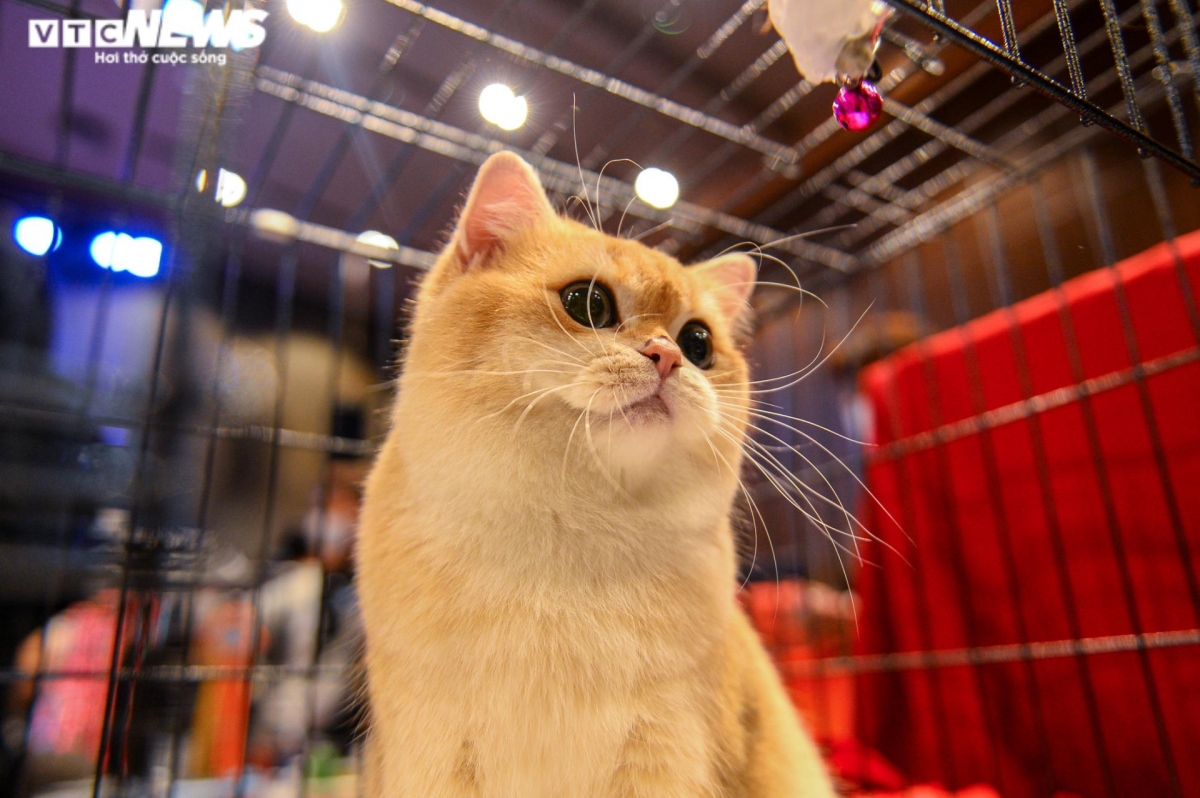 hanoi hosts largest national cat show picture 1