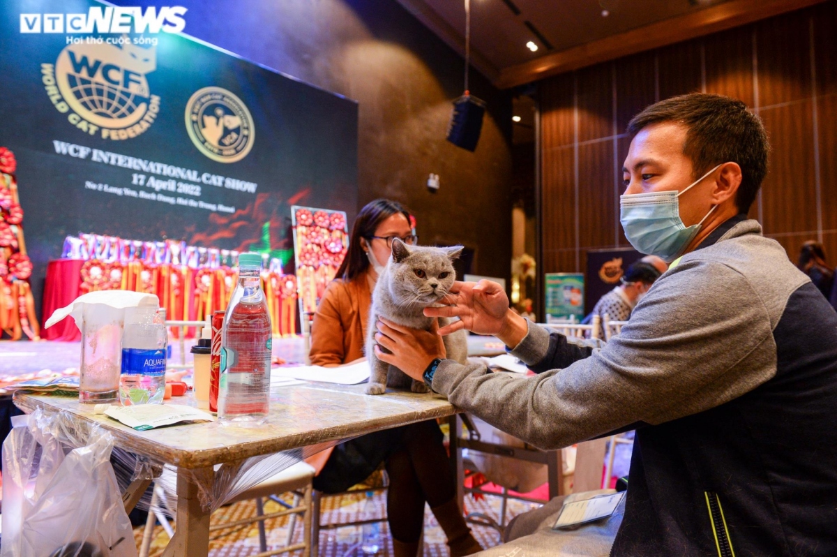 hanoi hosts largest national cat show picture 11