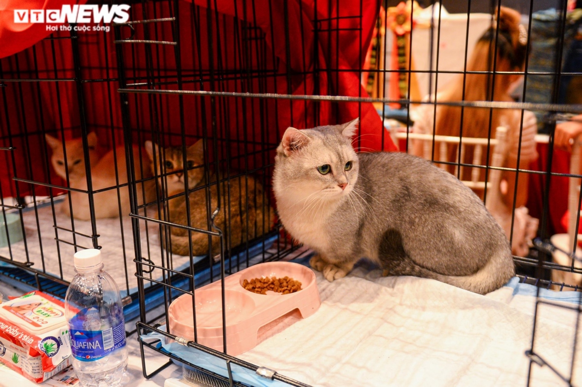 hanoi hosts largest national cat show picture 12