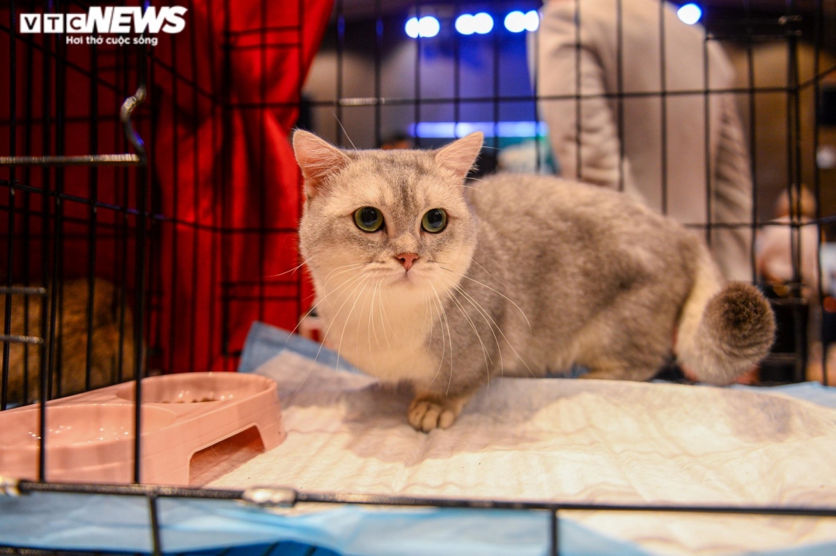 hanoi hosts largest national cat show picture 2
