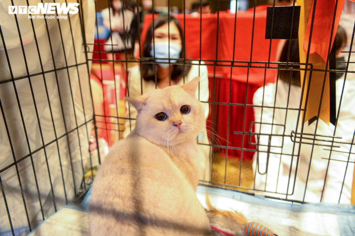 hanoi hosts largest national cat show picture 3
