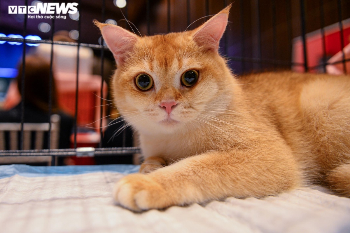 hanoi hosts largest national cat show picture 5