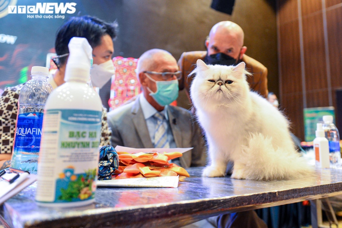 hanoi hosts largest national cat show picture 7