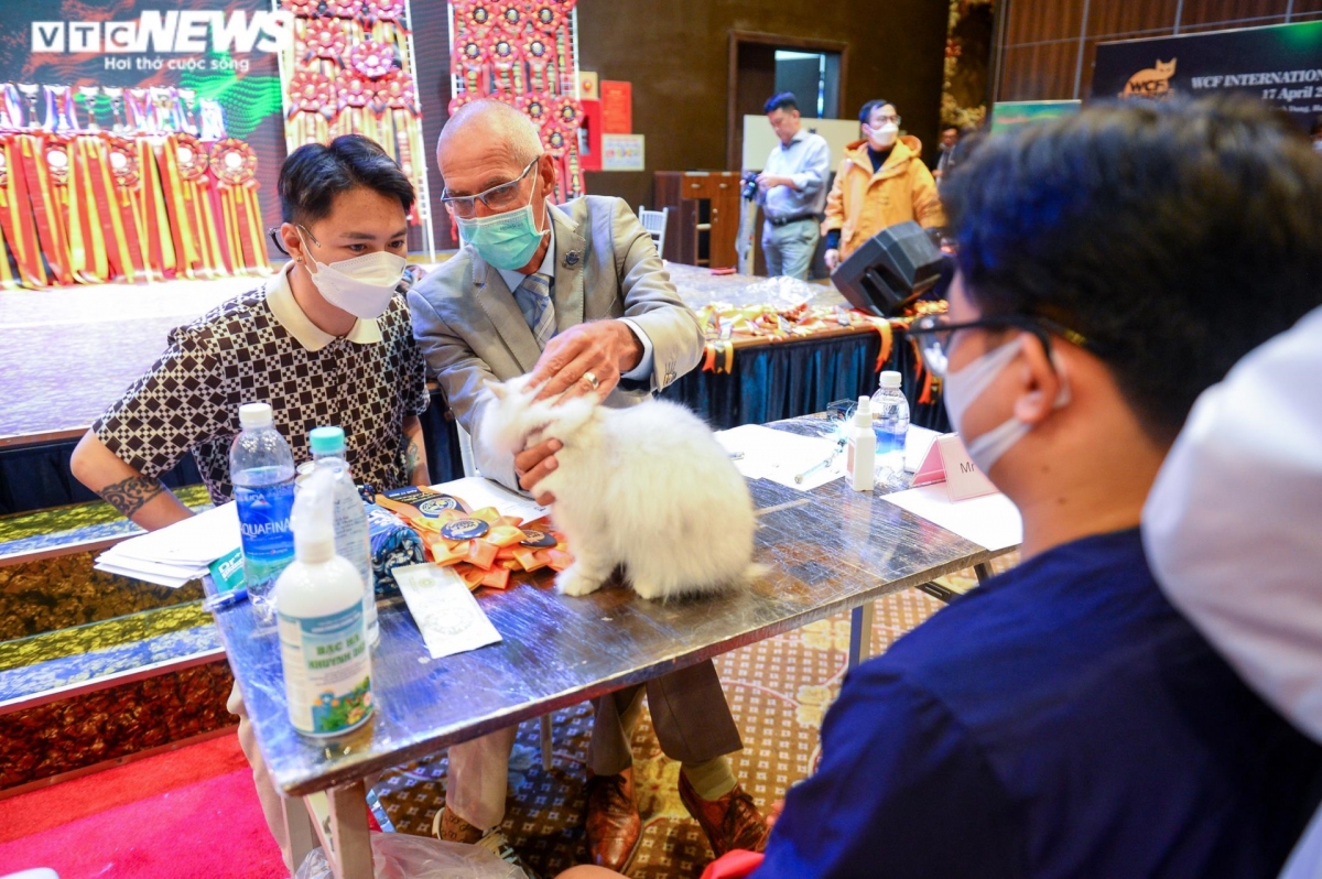 hanoi hosts largest national cat show picture 8