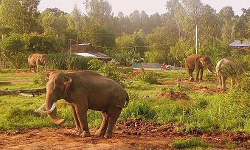 adjustments to elephant conservation plan approved picture 1