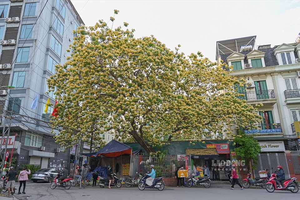 300-year-old bun flower tree in full bloom picture 1