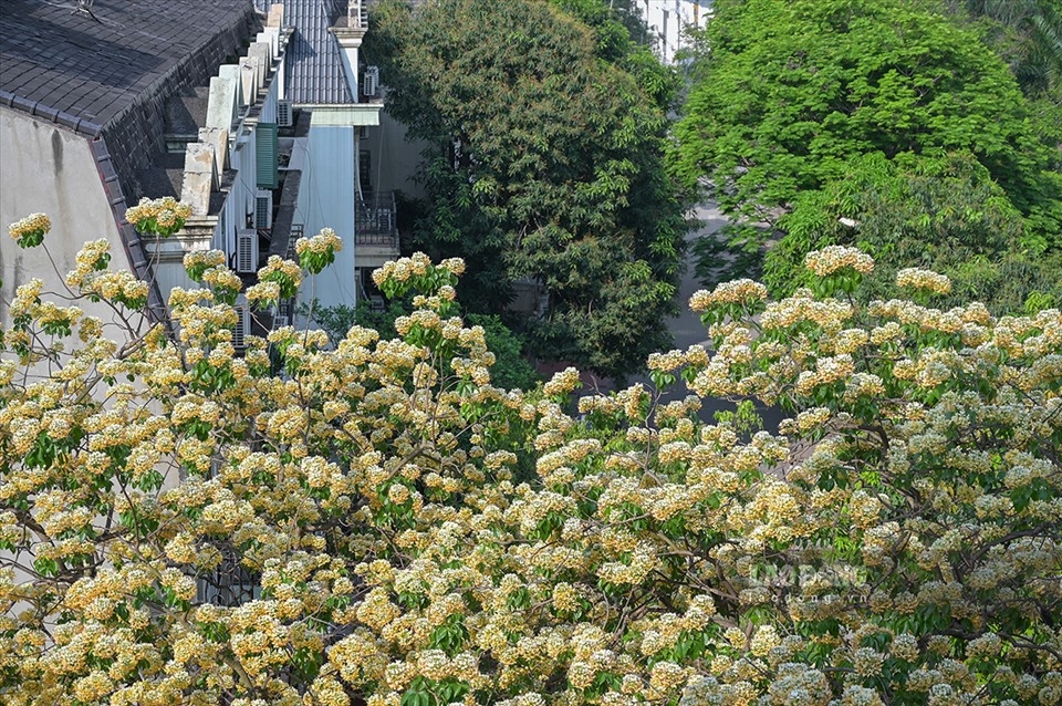 300-year-old bun flower tree in full bloom picture 2