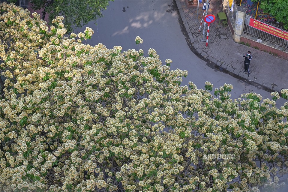300-year-old bun flower tree in full bloom picture 3
