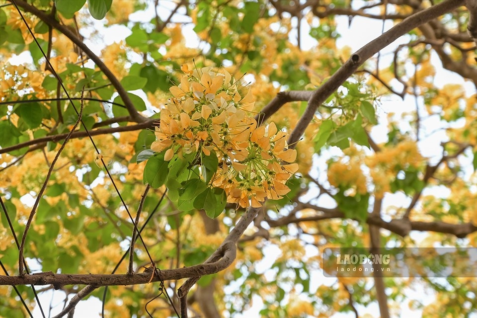 300-year-old bun flower tree in full bloom picture 4