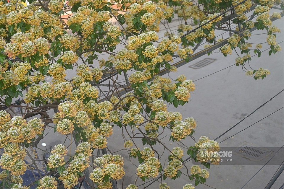 300-year-old bun flower tree in full bloom picture 5