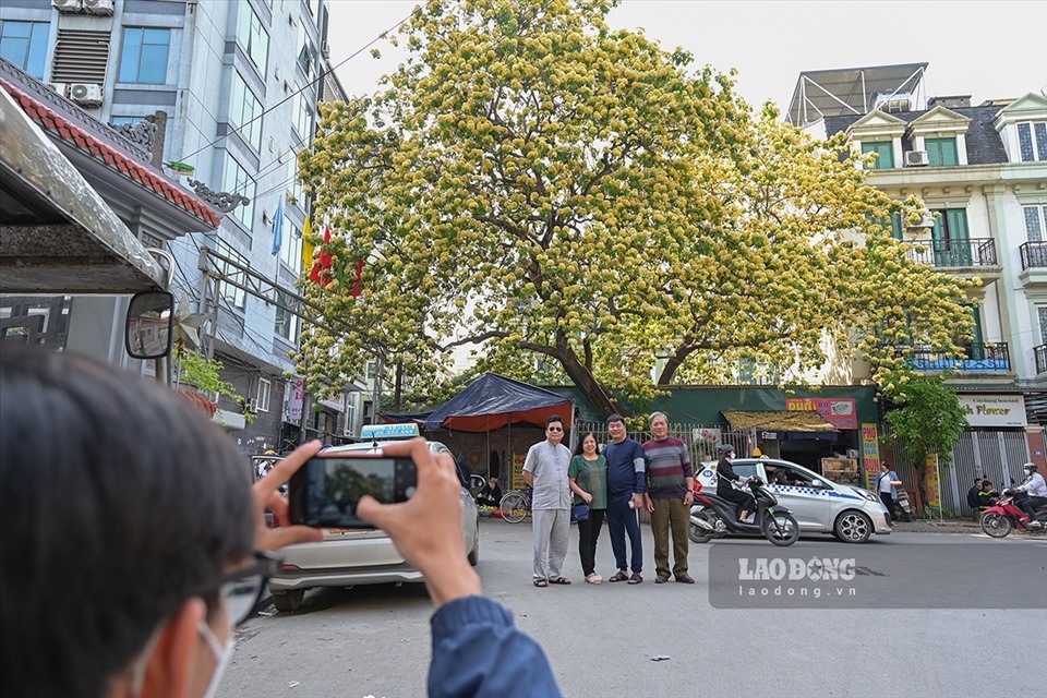 300-year-old bun flower tree in full bloom picture 7