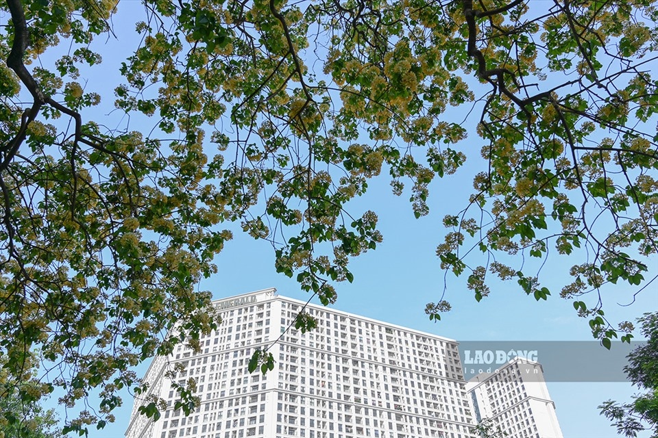 300-year-old bun flower tree in full bloom picture 8