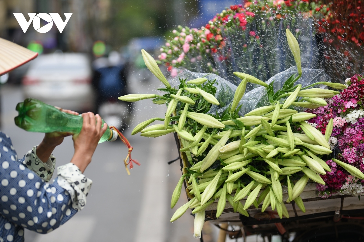 lilies adorn streets of hanoi picture 9