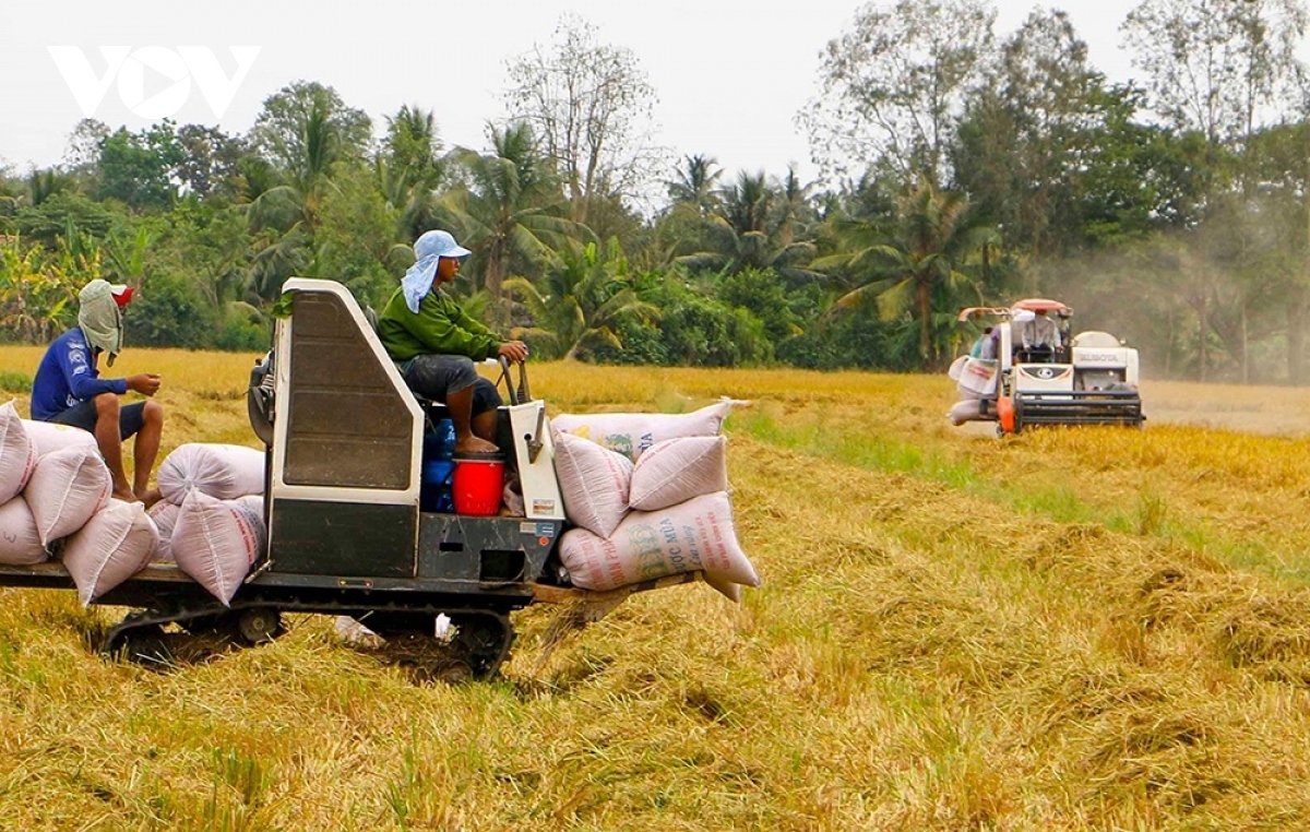 vietnamese rice price maintains top place among regional exporters picture 1