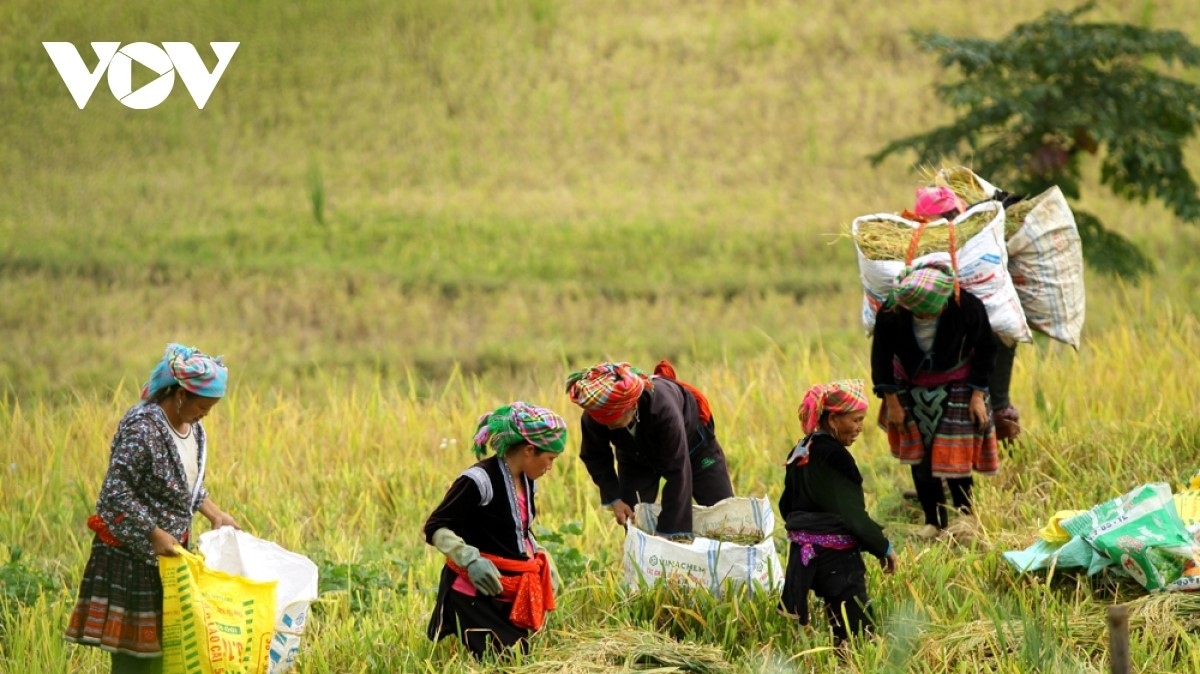 World Bank: “Việt Nam có một thập kỷ giảm nghèo liên tục nhưng còn ...