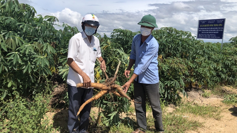 giai phap nao de nang cao gia tri cay san viet nam hinh anh 1