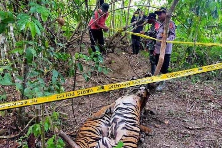 Hai con hổ quý hiếm Sumatra ở Indonesia chết vì sập bẫy