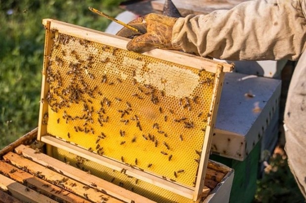 us cuts down anti-dumping duties on vietnam s honey by almost sevenfold picture 1