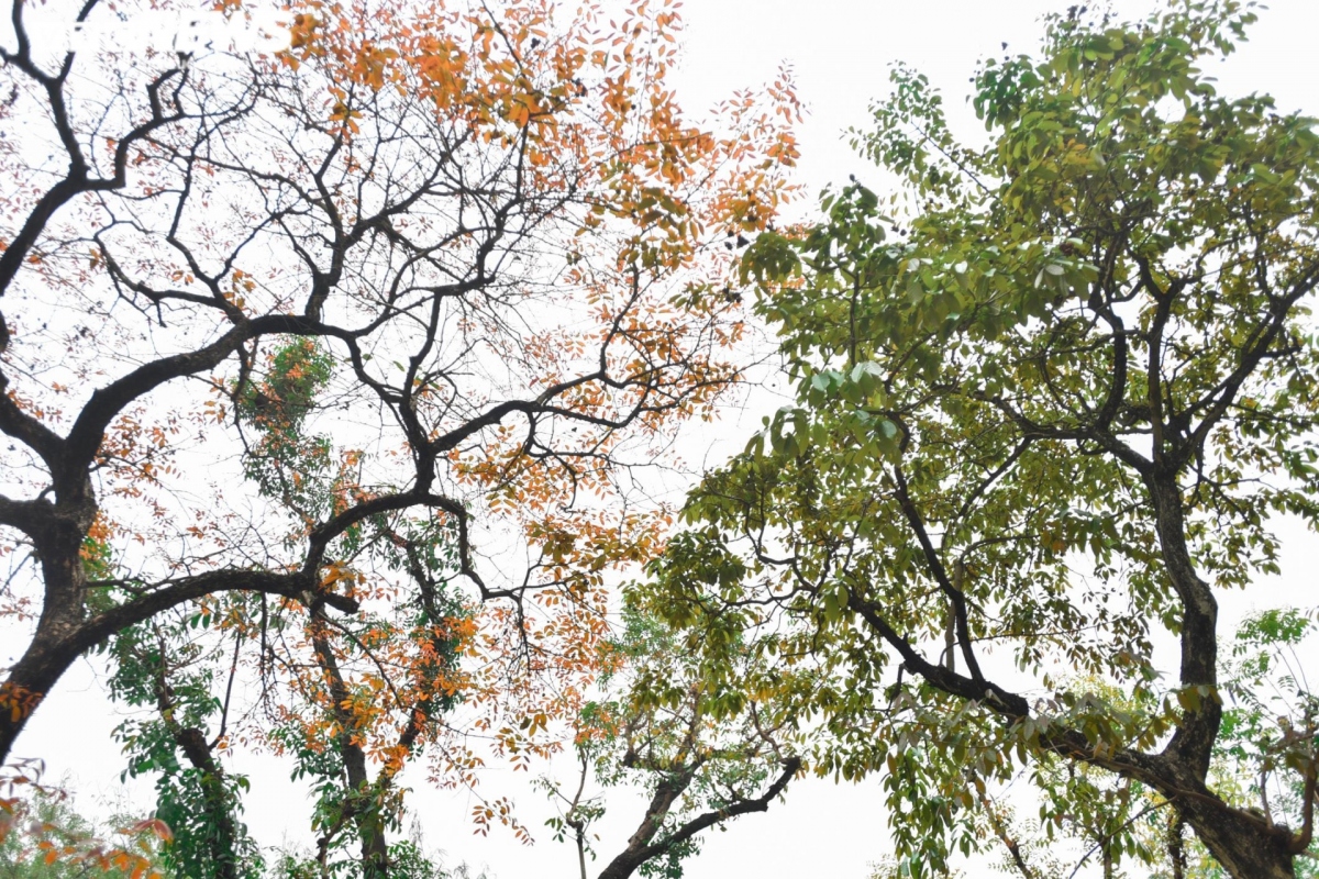 hanoi coated with charming look during leaf changing season picture 11