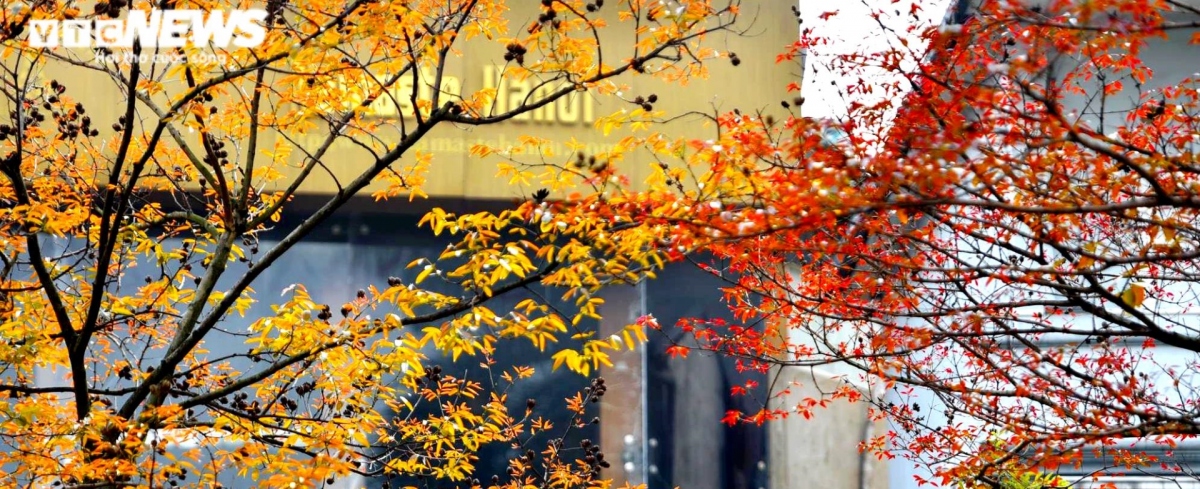 hanoi coated with charming look during leaf changing season picture 2