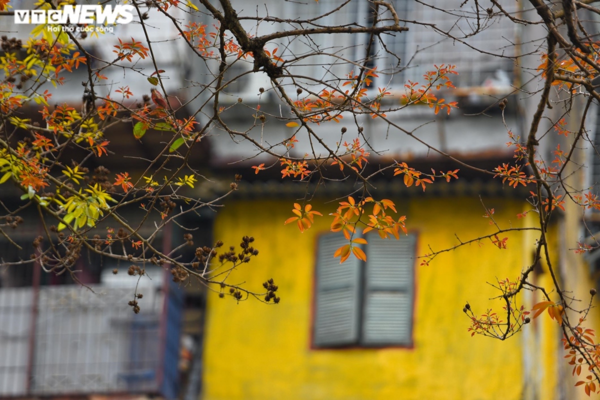 hanoi coated with charming look during leaf changing season picture 3