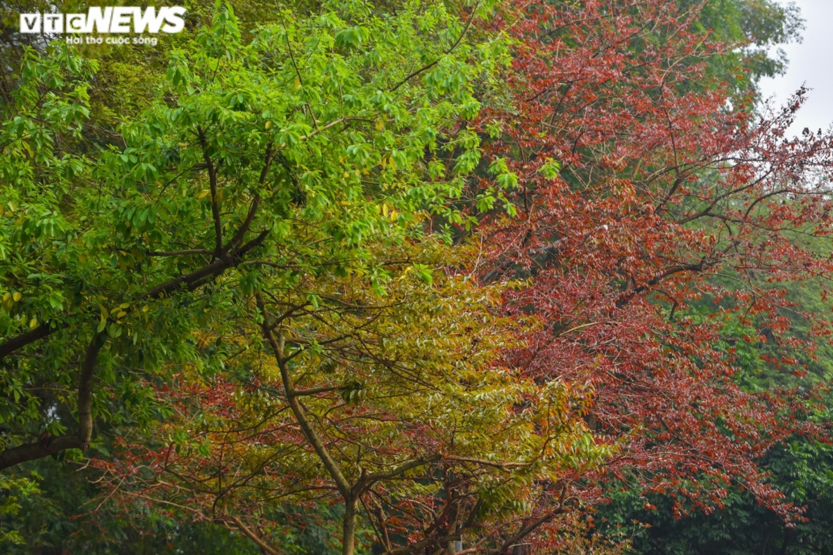 hanoi coated with charming look during leaf changing season picture 4