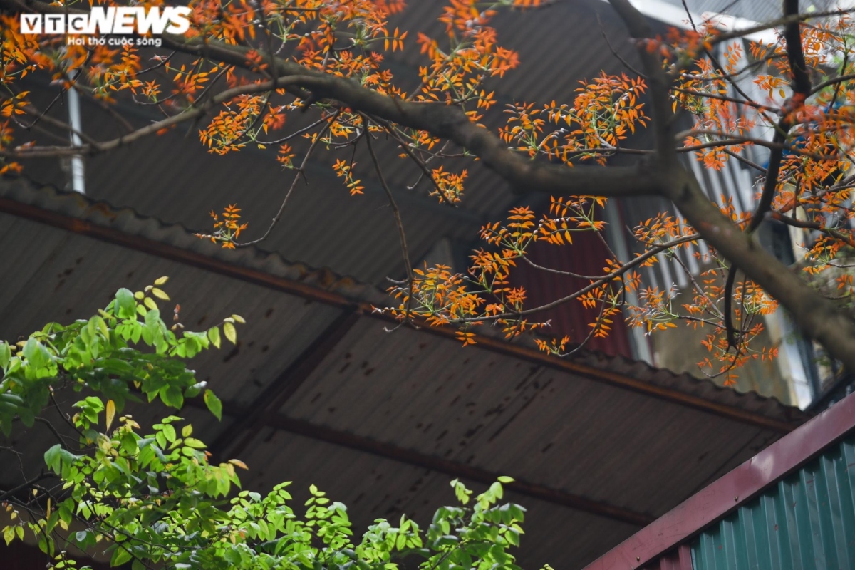 hanoi coated with charming look during leaf changing season picture 7