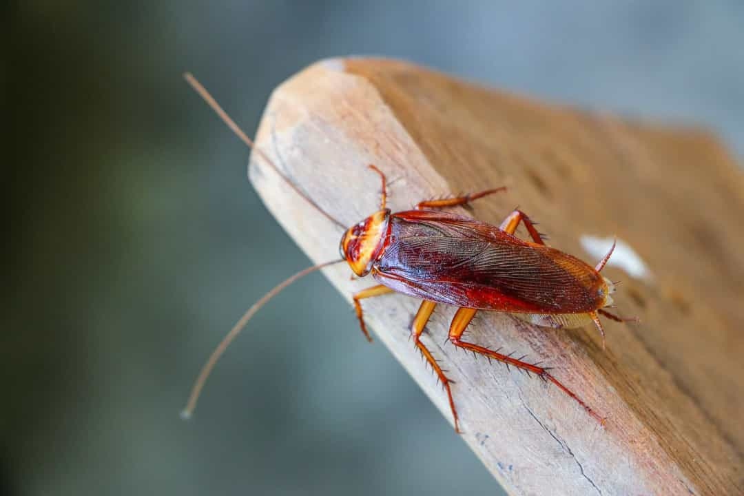 ngac nhien truoc kha nang sinh ton cua dong vat o noi cuc ky khac nghiet hinh anh 2