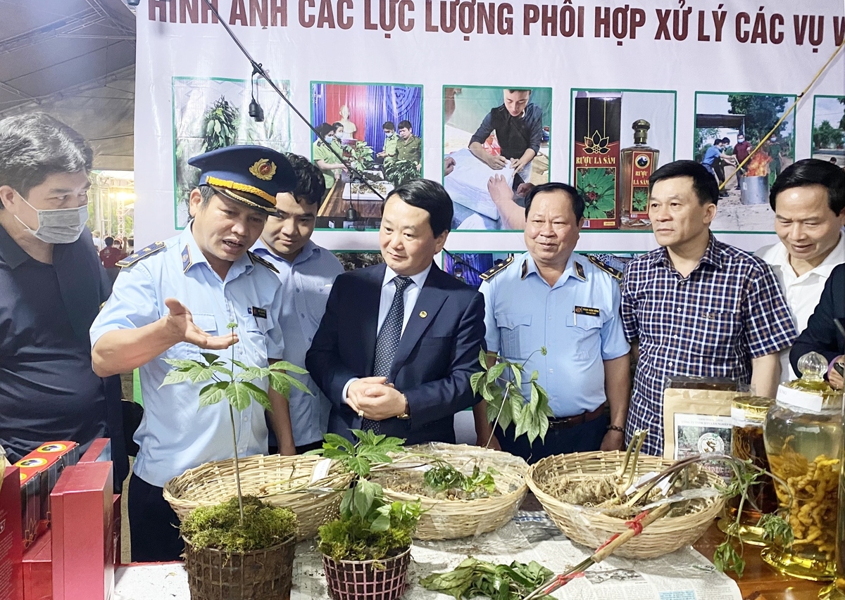 ngoc linh ginseng, precious medicinal herb introduced at local fair picture 2