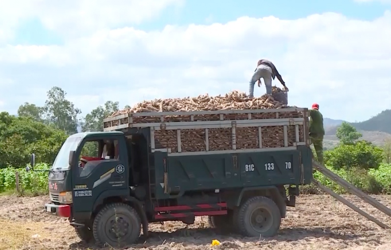 Nâng cao giá trị cây sắn ở "chảo lửa" của Gia Lai