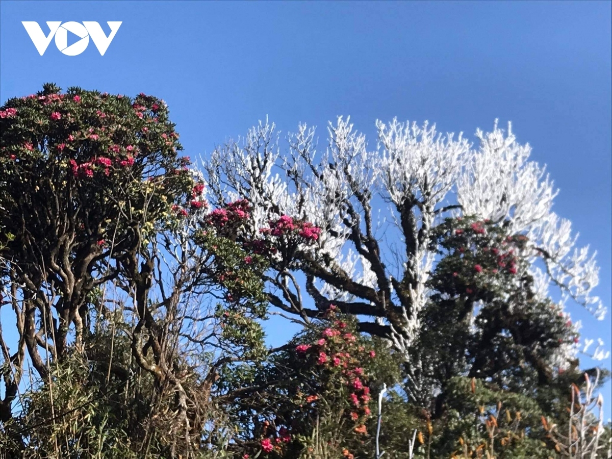 northwestern mountainous area covered in frost amid strong cold spell picture 2