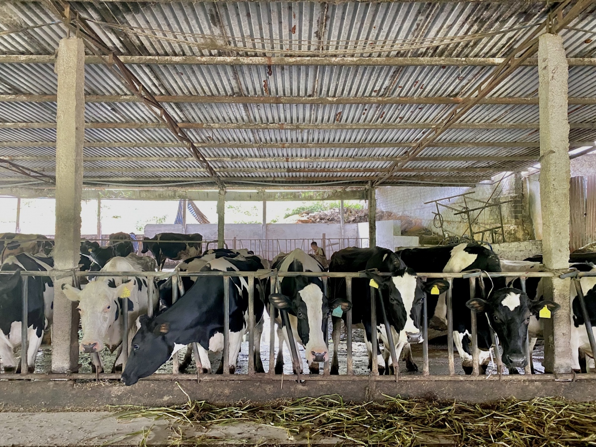 Thanh niên Mỹ Hưng khởi nghiệp hiệu quả từ mô hình nuôi bò sữa  Tỉnh Đoàn  tỉnh Bến Tre