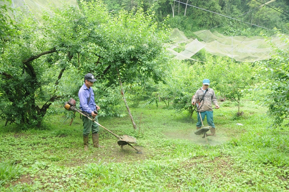 Cử nhân công nghệ thông tin thu lãi 700 triệu đồng mỗi năm từ trồng mận hữu cơ